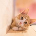 猫が飼い主を見つめているときって何を考えてるの？3つの理由と最高の…