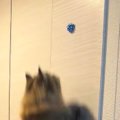 壁にリボンを貼って『猫がどこまでジャンプできるか』挑戦→目標が高くなり…