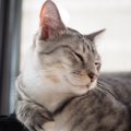 猫を幸せにする飼い方５つ