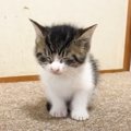 猫の赤ちゃんが『睡魔』と全力で戦った結果…ゆらゆらと揺れてしまう姿が悶…