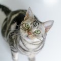 猫が声を出さずに鳴く『サイレントニャー』をする理由3つ　込められている…