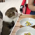 食べたいにゃ〜♡さつまいもに興味津々の猫さんたち