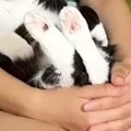 超甘えん坊な猫→飼い主が出かけようとしたら…人間の子供のような『まさか…
