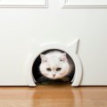 愛猫も『猫ドア』で部屋の行き来がラクに！導入するメリット・デメリ…