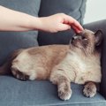 あなたは愛猫に嫌われていない？猫が『ニガテな人には絶対にしない』3…