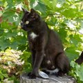 黒猫を不幸から救った『エンゼルマーク』とは？幸運の印と呼ばれるに…