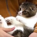 6日ぶりに会う飼い主さん！ツンデレ猫ちゃんの反応は？