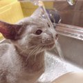 お部屋の湿度が高い時に猫がする６つの仕草