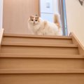 飼い主の帰宅に気づくのが遅れてしまった猫…予想外の『お出迎え姿』が…