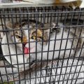 『シャー！』と一生懸命に威嚇していた保護猫が１か月後…予想を超える『ビ…
