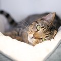 猫が『自分はかわいい』と自覚していそうな瞬間5選　飼い主を萌えさせ…