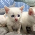 保護したときは『成長が危ぶまれていた赤ちゃん猫』が……感動的な光景に涙…