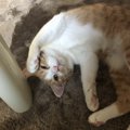 猫が寄ってきて寝転ぶときの心理３つ！構ってほしいと思ってる？