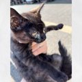 『家族ができますように』と神頼みした直後、鳥に囲まれていた黒猫と出会…