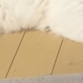かまってアピールする猫を『少しだけ無視』してしまった結果…まさかの…