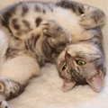 シメシメ…愛猫に『下心がある時』の4つの行動　ついつい飼い主さんが…