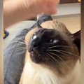 膝の上に乗る猫→頭をなでられると、『表情が変化』して……可愛すぎる反応に…