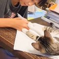 長女の勉強を邪魔する猫『そろそろ退いてくれると思ったら…』まさかの…