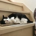 猫がスリスリしてくる場所で異なる心理３つ