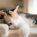 『キャット』が含まれる英単語やことわざ5選　“土砂降り”“うたた寝”……