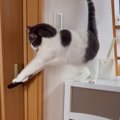 お姉ちゃんの部屋に入りたい猫→ドアレバーに前足をかけると…思わず応…