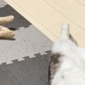 ヒーターをつけたら、『2匹の猫』が……幸せいっぱいな光景に癒される人続出…