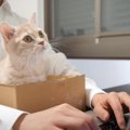 在宅勤務中に「子猫を仕事に参加させてみた」結果…あどけない姿に癒や…