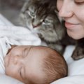 「すぐれた猫に贈られる賞」シニア部門を競い合うのは、いずれも「ツ…