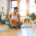 人間もマネしたい『猫の習性や性格』4つ　理想的な考え方や私たちが活かし…