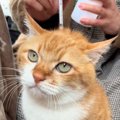 注射が終わったことに気が付かなかった猫…『ずっと待っている様子』が可愛…