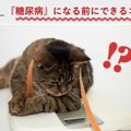 【獣医師解説】ねこちゃんが糖尿病になる前にできること