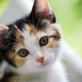 猫の目の色がカラフルな理由とその種類