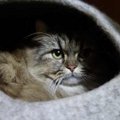 『寿命が短い猫』っているの？3つの品種