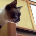 落ちそうで落ちない！猫ちゃんのギリギリスリル体験