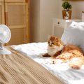 猫が体調を崩しかねない『危険な暑さ対策』4選　猫が安全に過ごせる夏…