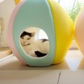 猫のベッドを夏用に変えてみたら…あまりにもクセが強すぎる『とんでも…