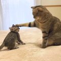 『遊んで！』しつこい子猫を片手で止める先輩猫が話題　心温まる光景…