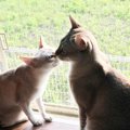 Laylaの１２猫占い【3/23～3/29】のあなたと猫ちゃんの運勢