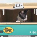 子猫に「新しいお家」作ってみると……幸せな光景にほっこりする人続出 …