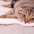 ツンデレ度が高い！？クールな性格の猫種8選