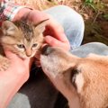 柴犬と散歩中に『出会った子猫』保護したら…50日間の変化が感動的すぎ…