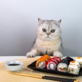 猫に食べさせてはいけない『冬の食べ物』5選　誤飲時に表れる症状から…