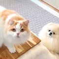 猫と犬にコタツを手作りしてあげた結果→大はしゃぎして…『ずっと見て…