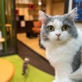 忘れちゃったの？久々の再会を猫が喜んでくれない理由３つ