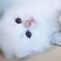 お産箱から出た『ヨチヨチ歩きの赤ちゃん白猫』→部屋を探索していたら…