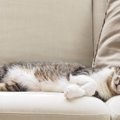 飼い猫の多くが「左側を下にした姿勢」で眠ることが判明　動画を分析…