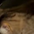 玄関から『シュシュシュ』と謎の物音→恐る恐る様子を見に行くと、猫が…