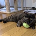 猫から『尊敬』される飼い主の特徴３つ