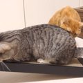 新しい爪とぎを使ってくれないにゃんズ。飼い主が考えた案とは・・・？