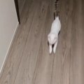 飼い主さんの帰りを楽しみにしていた猫→帰宅した瞬間…爆速の『お出迎…